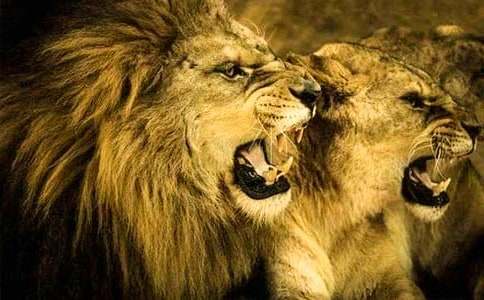 复活的“雪狮子”睡前故事