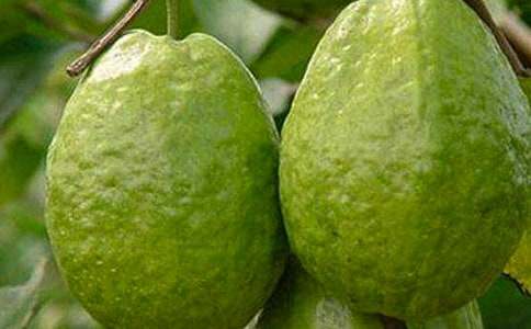 【热】石榴树作文