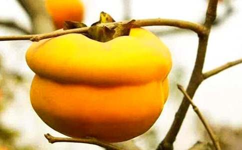 �������������600����ƪ