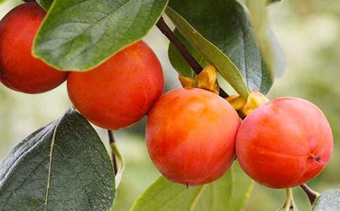 ��������600�־���(3ƪ)