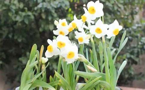 写水仙花变化的作文三年级推荐