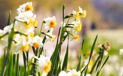 ��ѡˮ�ɻ����꼶���Ļ���5ƪ