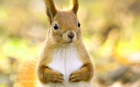 小松鼠造新房睡前故事