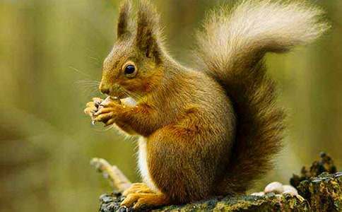 小松鼠买梦的睡前故事(精选6篇)