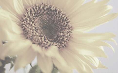 太阳花的作文600字四篇