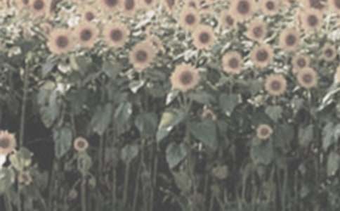 ̫��������300�ְ�ƪ