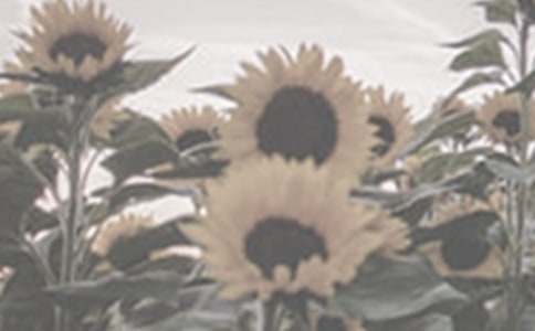 太阳花作文300字(通用3篇)