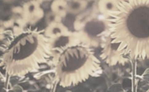 ����ѡ��̫����������300��4ƪ