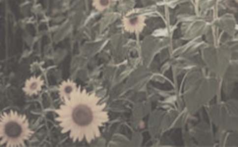 太阳花三年级作文300字8篇