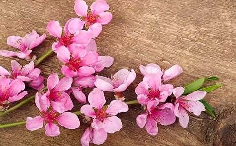 描写桃花的优美段落