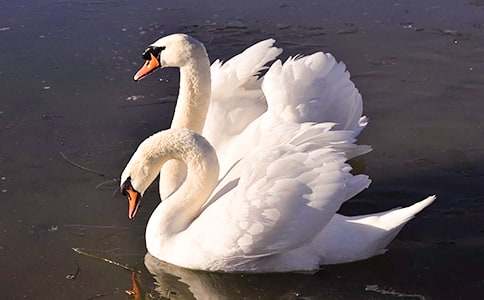 �����İ��������