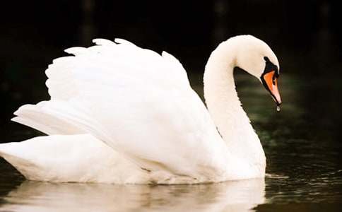 小脏猪与白天鹅睡前故事(通用10个)