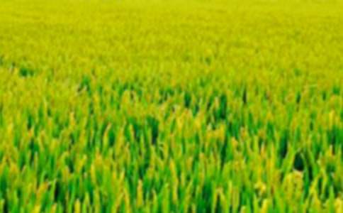 ��������Ұ����400�����꼶