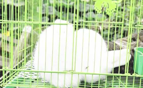 【精选】兔子作文600字6篇