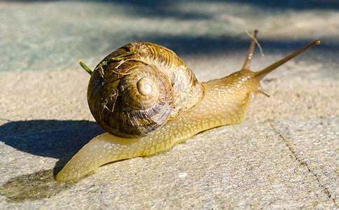 ������ɫ��С��ţ˯ǰ����