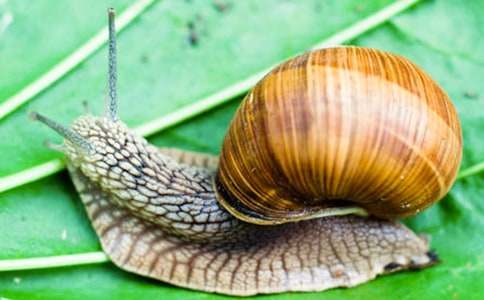 大班语言蜗牛教案