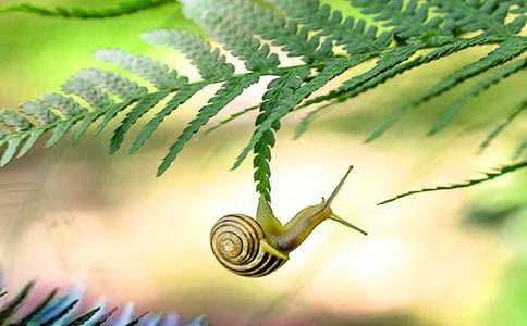 蜗牛观察日记(合集15篇)