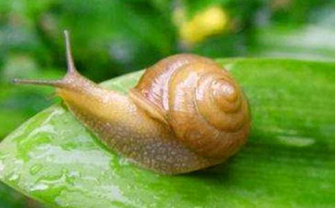 С��ţ�ļ�˯ǰ����