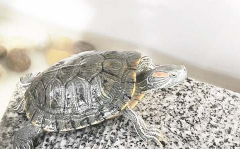 �����š��Ҽҵ��ڹ�������ƪ