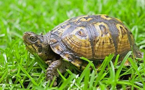 �ڹ����ʾ���ġ�����33ƪ��