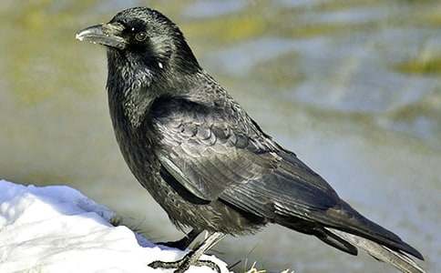 乌鸦喝水新篇睡前故事