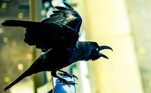 小乌鸦真勇敢睡前故事