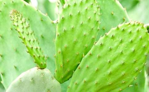 �ҵ�ֲ����������������15ƪ(����)