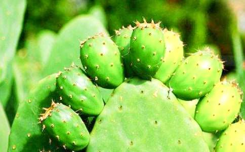 �����ƺ�õ������