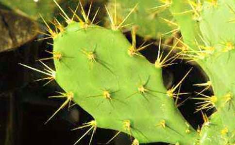 �ҵ�ֲ����������������ͨ��