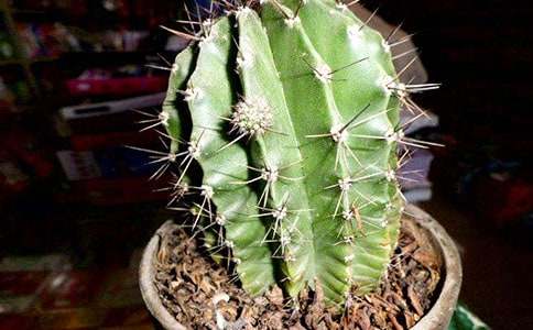 ������Сѧ����15ƪ