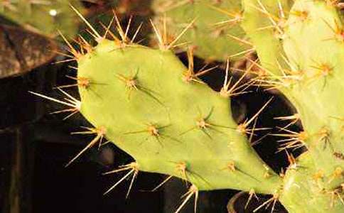 [��]�ҵ�ֲ����������������