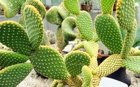 �����ƹ۲��ռ�(15ƪ)