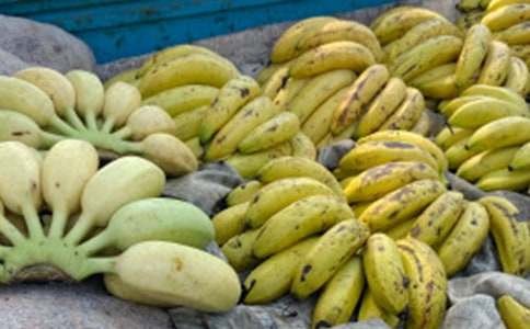 精选二年级香蕉的作文8篇