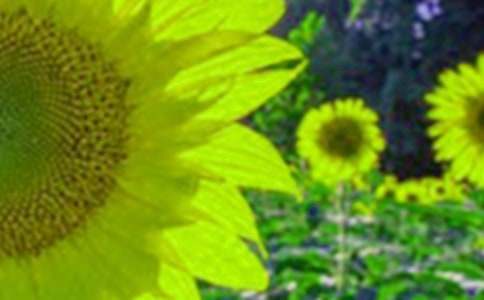 我的植物朋友向日葵的作文