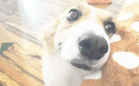 我家的小狗状物作文(通用15篇)