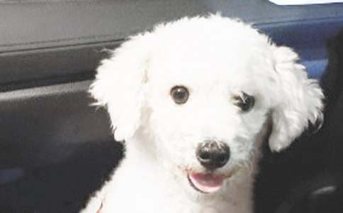 我的动物朋友小狗作文-狗作文