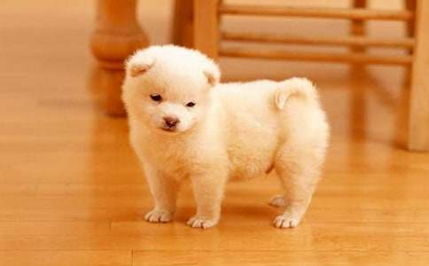 奶奶家的小狗作文(精选20篇)