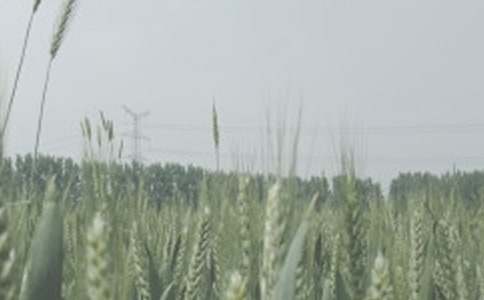 轮子上麦小麦读后感