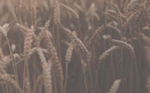 优质小麦生产协议书