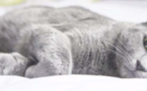 有关二年级我家的小猫作文锦集6篇