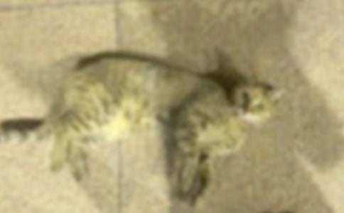 ʵ�õ��Ҹ���Сè����4ƪ