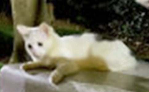 关于小猫的启示作文合集五篇