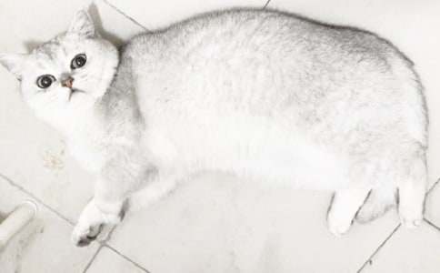 小猫外貌的作文300字锦集7篇