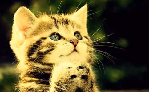 二年级我家的小猫作文锦集5篇