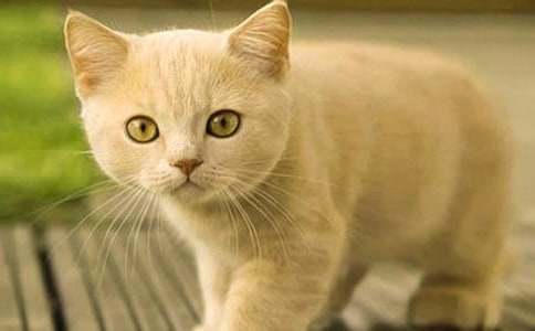 小猫外貌的作文300字集合5篇