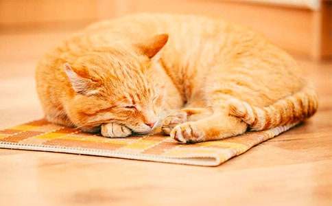 【推荐】三年级小猫作文汇编七篇