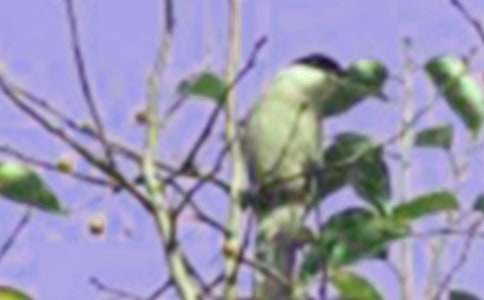 ��������С���а����Խ̰�