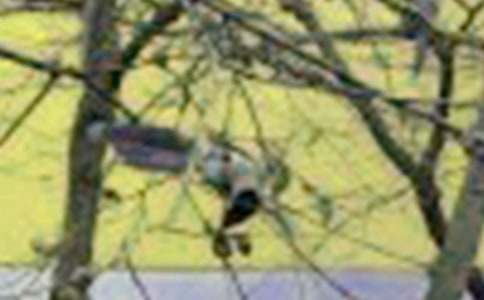 【精华】二年级小鸟的作文十篇