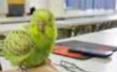 ��ʵ�á����꼶С�������4ƪ