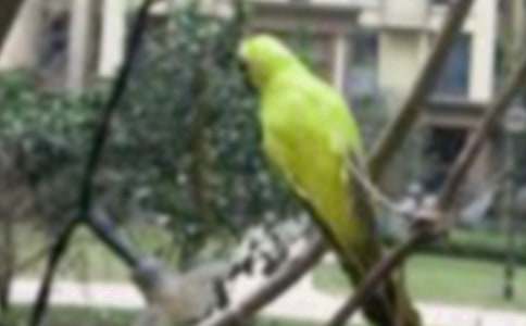 ��ӥ��С��˯ǰ����